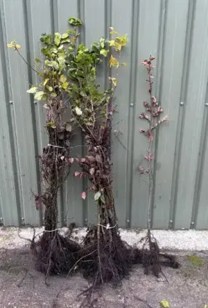 Hornbeam Hedge