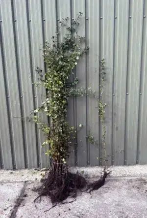 Hawthorn Hedge