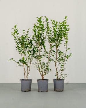 Common Privet Hedge