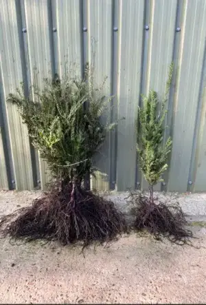 English Yew Hedge
