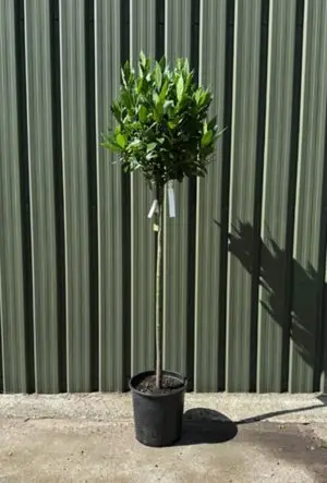 Sweet Bay Laurel half-standard tree