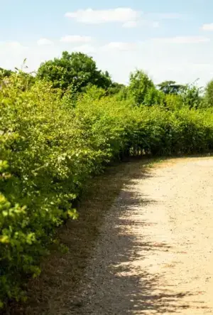 Countryside Stewardship BN11 hedging mix