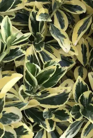 Euonymus japonicus Bravo hedging plant