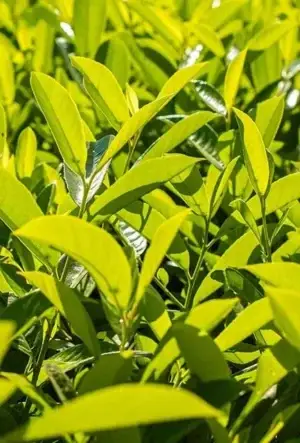 Cherry Laurel (Prunus laurocerasus)