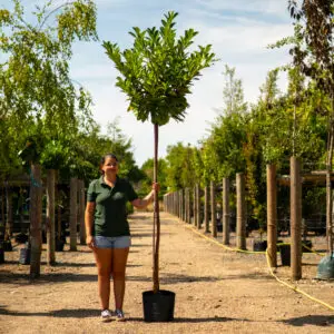 Cherry Laurel Trees - Standard stem - Container Grown