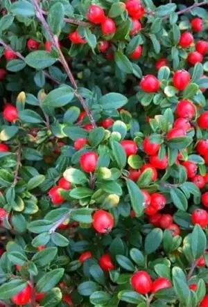 Cotoneaster dammeri hedging plant