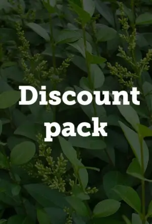 Common Privet Hedge