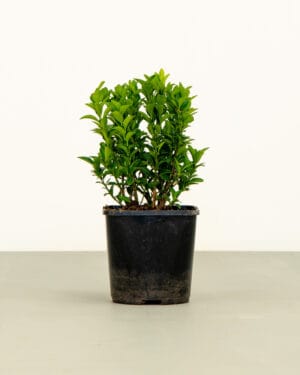Euonymus Green Spire Hedge