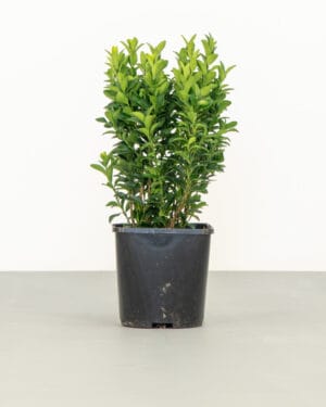 Euonymus Green Spire Hedge