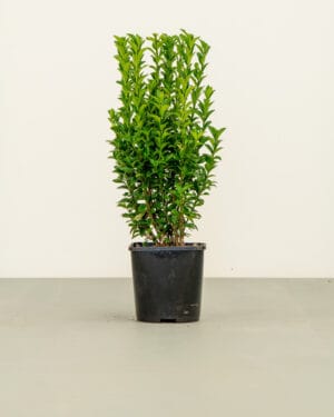 Euonymus Green Spire Hedge