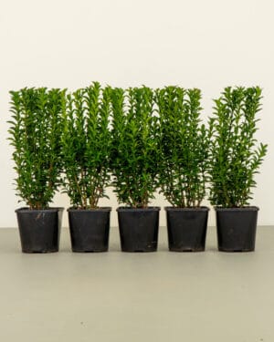 Euonymus Green Spire Hedge