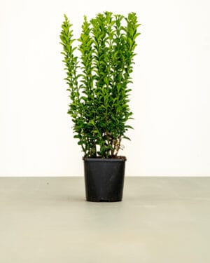 Euonymus Green Spire Hedge