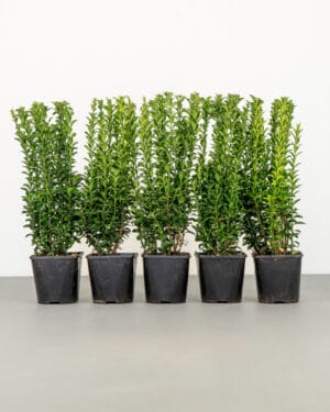 Euonymus Green Spire Hedge
