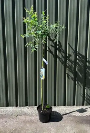 Flamingo Willow half-standard tree