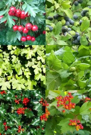 Garden Wildlife Hedging Mix
