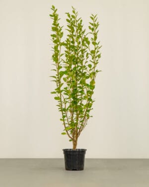 New Zealand Privet Hedge