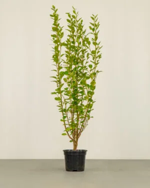 New Zealand Privet Hedge