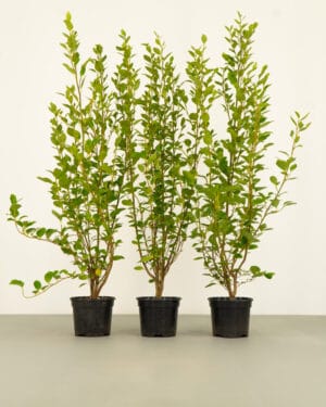 New Zealand Privet Hedge