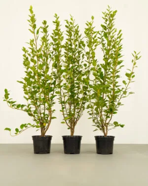 New Zealand Privet Hedge