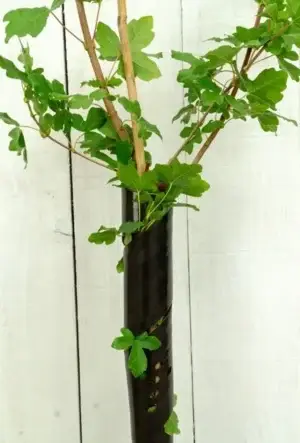 Brown spiral tree guard
