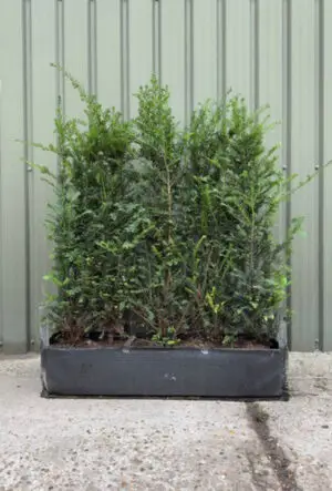 English Yew Hedge