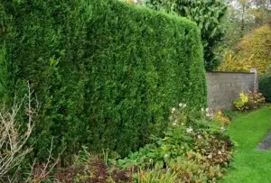 Leylandii Hedging