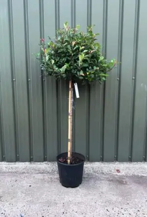 Photinia Little Red Robin half-standard tree