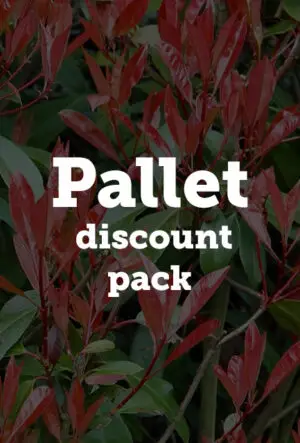 Photinia Red Robin Hedge