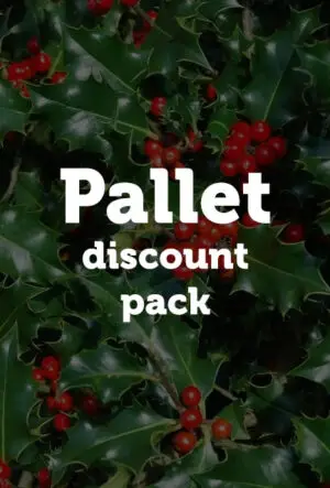 English Holly Hedge
