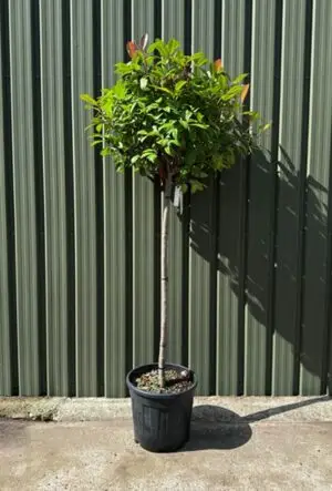 Photinia Red Robin Half Standard Tree