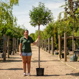 Portuguese Laurel Standard - Container Grown