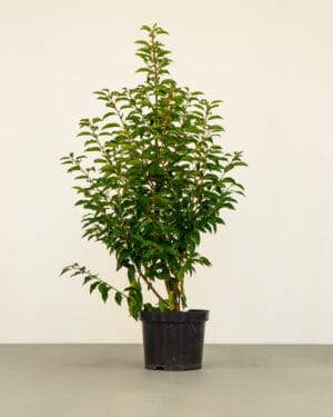 Portuguese Laurel Hedge