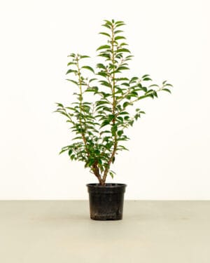 Portuguese Laurel Hedge