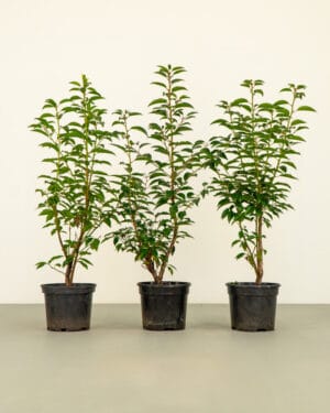 Portuguese Laurel Hedge