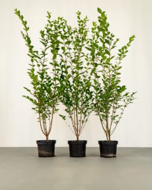 Common Privet Hedge