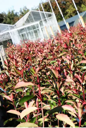 Photinia Red Robin Hedge