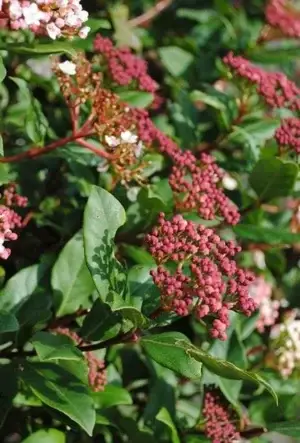 Viburnum tinus hedging plants