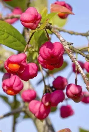 Spindle hedging plants
