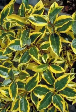 Oleaster Gilt Edge hedging plants