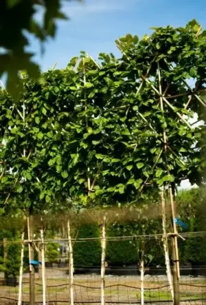 Pleached Hornbeam trees