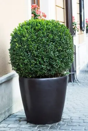Box topiary ball
