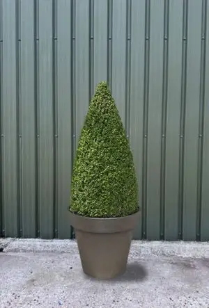 Box topiary cone