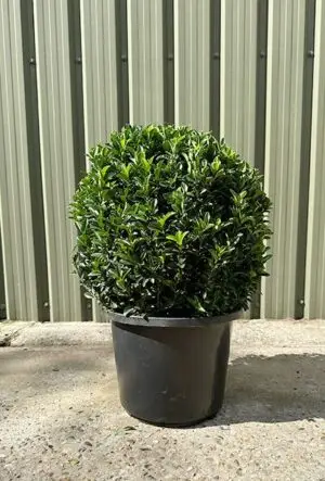 Euonymus topiary ball