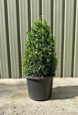 Euonymus topiary cone