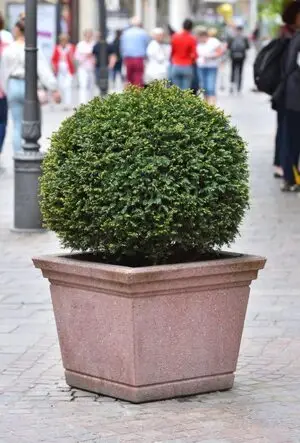 Yew Topiary Balls