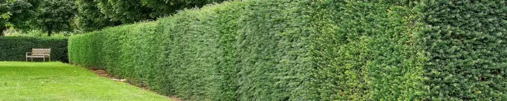 Established Yew hedge