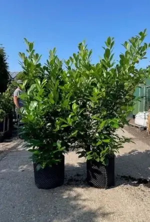 Cherry Laurel Hedge