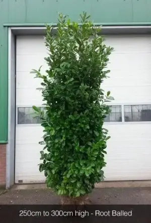 Cherry Laurel Hedge