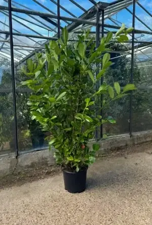 Cherry Laurel Hedge