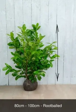 Cherry Laurel Hedge